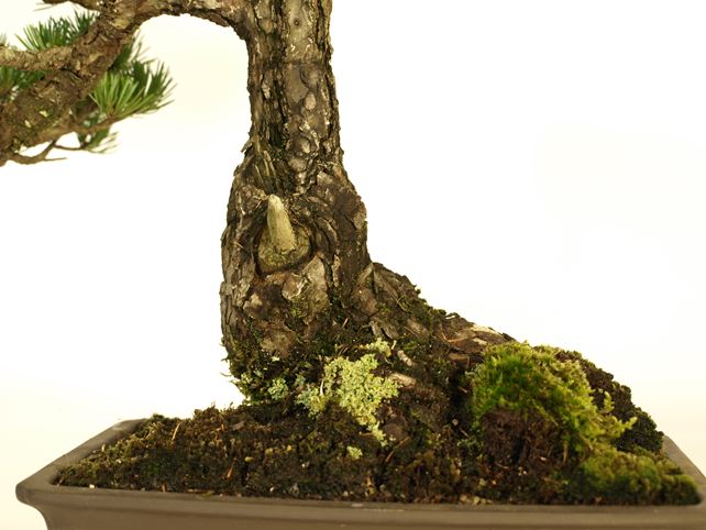 五葉松盆栽 文人 根元拡大