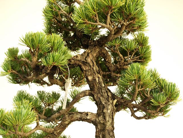 五葉松盆栽 文人 枝周り