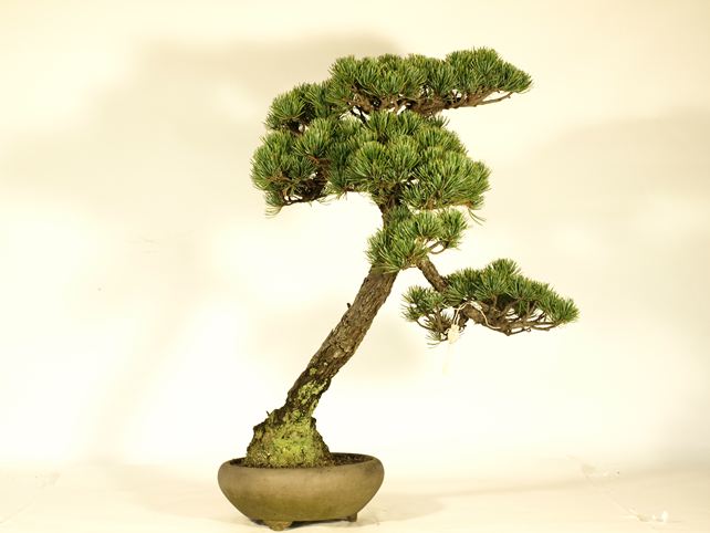 五葉松盆栽 文人 背面