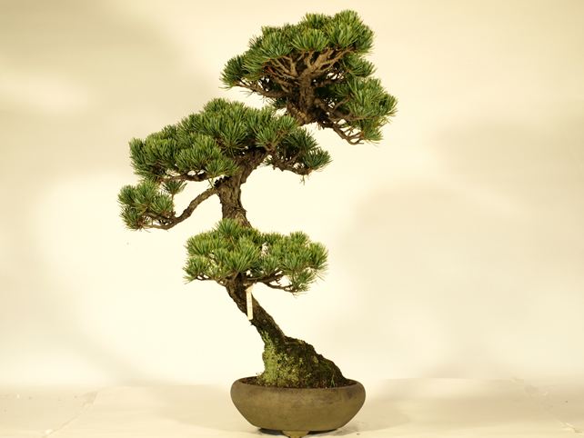 五葉松盆栽 文人 左面