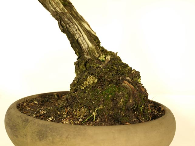 五葉松盆栽 文人 根元拡大