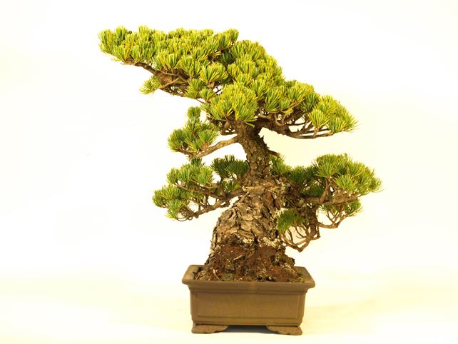 五葉松盆栽 斜幹 右面