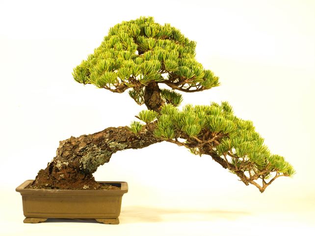 五葉松盆栽 斜幹 背面