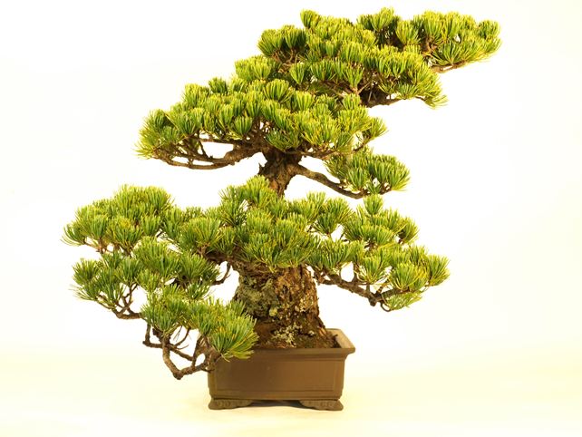五葉松盆栽 斜幹 左面