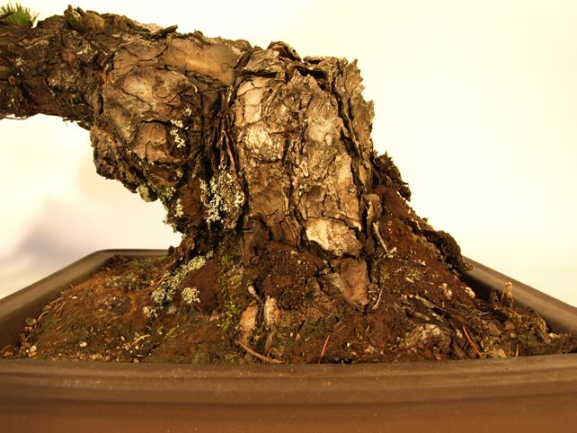 五葉松盆栽 斜幹 根元拡大