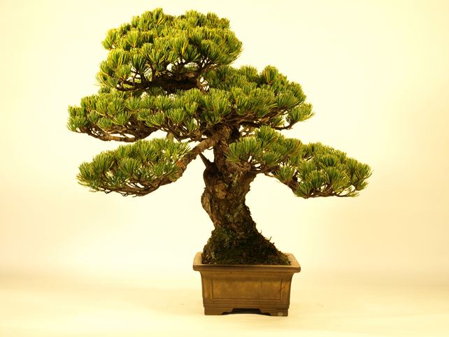 五葉松盆栽 斜幹 右面