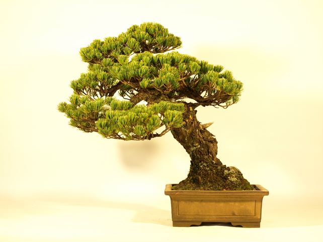 五葉松盆栽 斜幹 背面