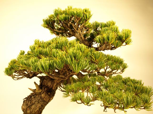 五葉松盆栽 斜幹 枝周り