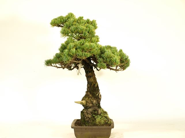 五葉松盆栽 文人 右面