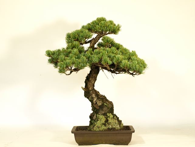 五葉松盆栽 文人 背面