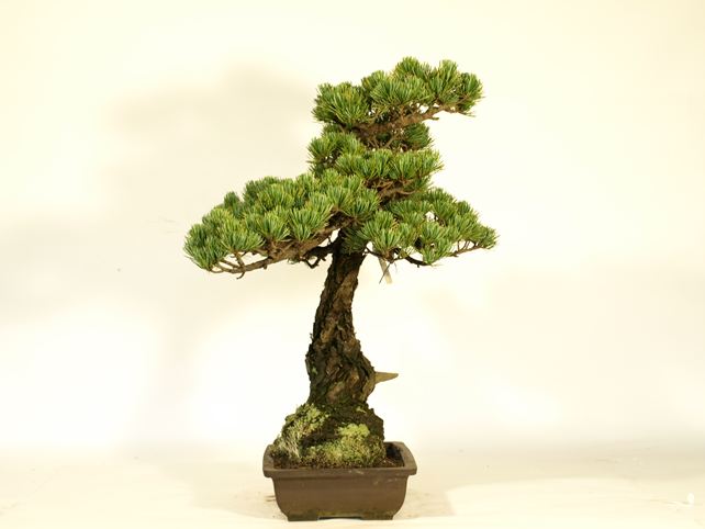 五葉松盆栽 文人 左面