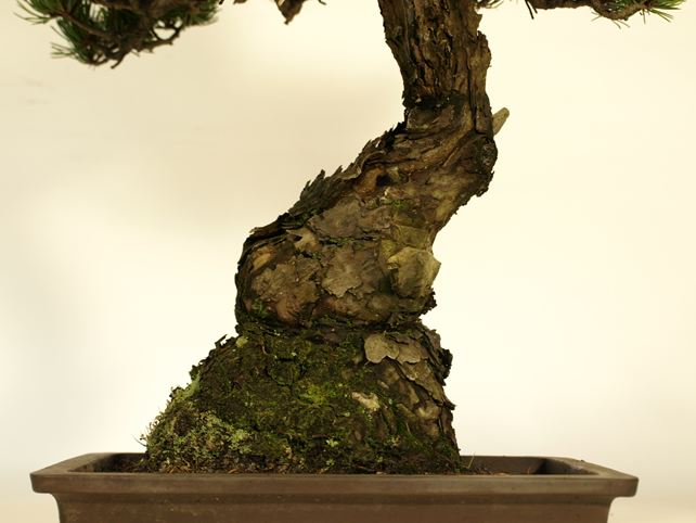 五葉松盆栽 文人 根元拡大