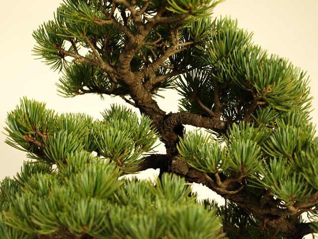 五葉松盆栽 文人 枝周り