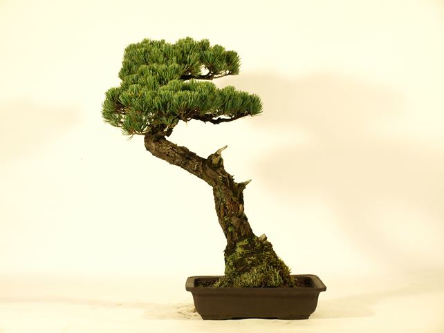 五葉松盆栽 文人 背面