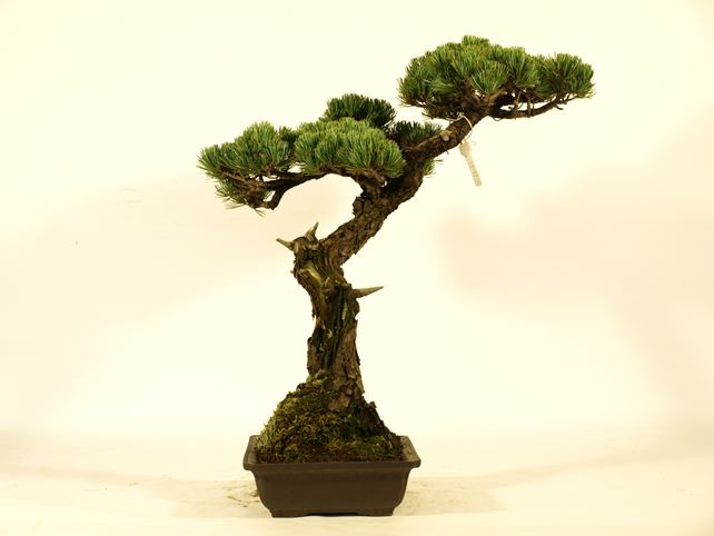 五葉松盆栽 文人 左面