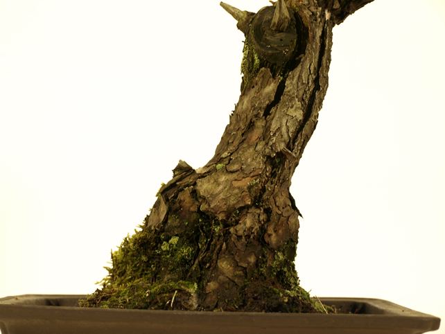 五葉松盆栽 文人 根元拡大