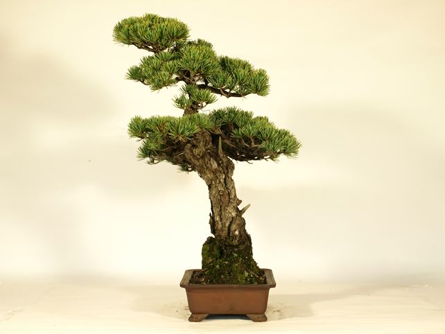五葉松盆栽 文人 右面
