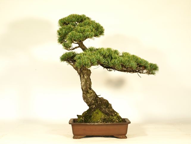 五葉松盆栽 文人 背面