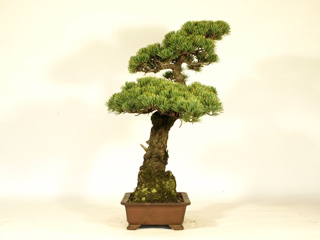 五葉松盆栽 文人 左面