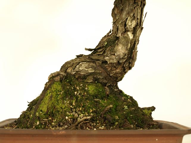 五葉松盆栽 文人 根元拡大