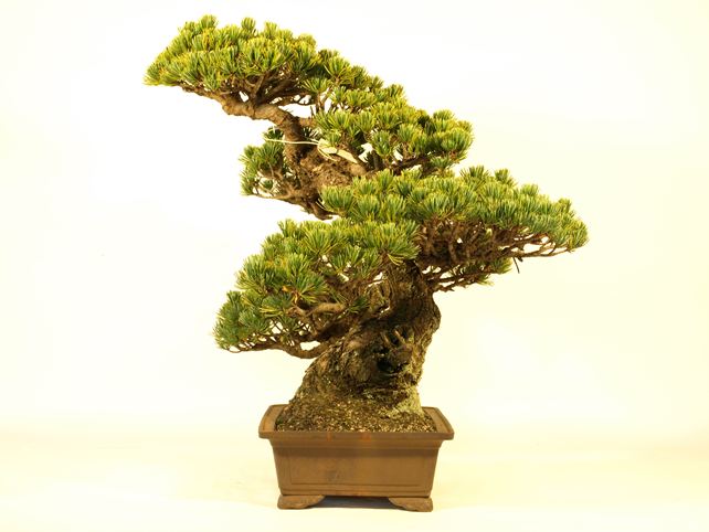 五葉松盆栽 模様木 右面