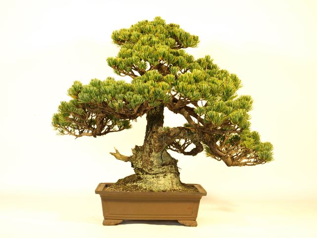 五葉松盆栽 模様木 背面