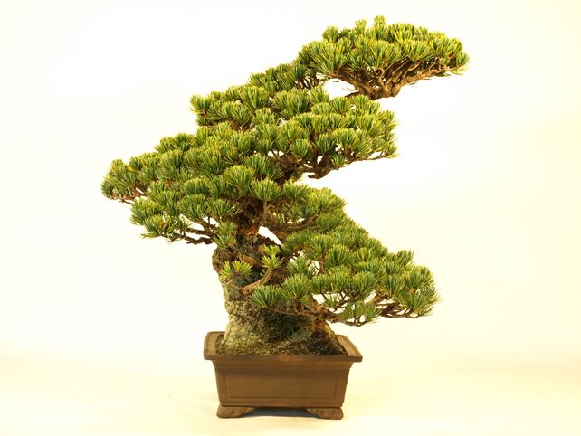 五葉松盆栽 模様木 左面