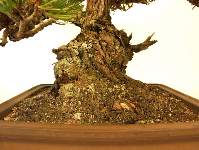 五葉松盆栽 模様木 根元拡大