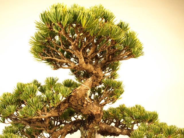 五葉松盆栽 模様木 枝周り