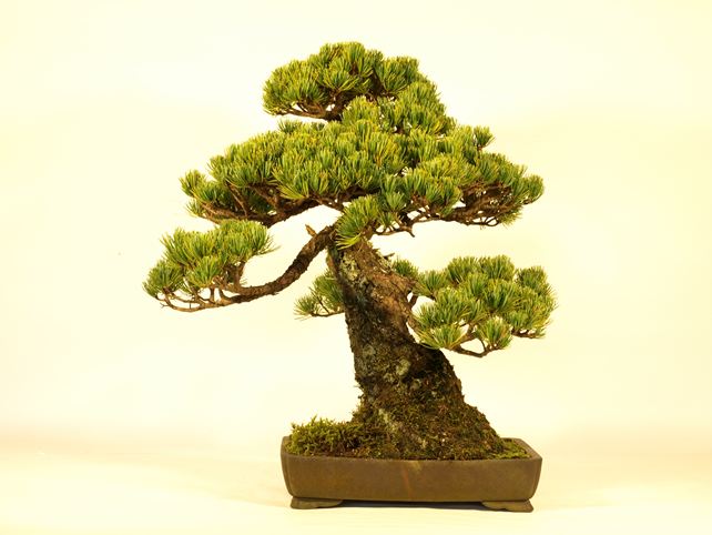 五葉松盆栽 模様木 背面
