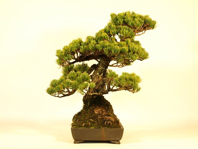 五葉松盆栽 模様木 左面
