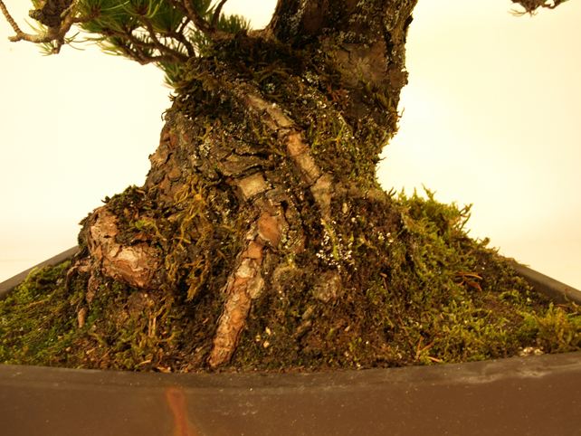 五葉松盆栽 模様木 根元拡大