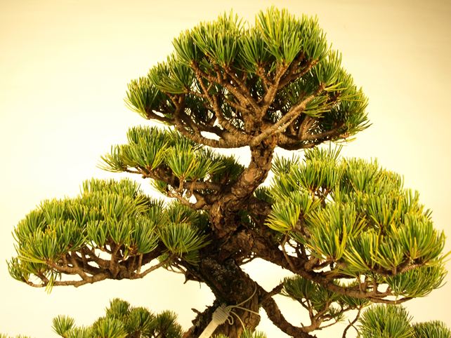 五葉松盆栽 模様木 枝周り