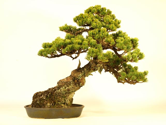 五葉松盆栽 斜幹 背面