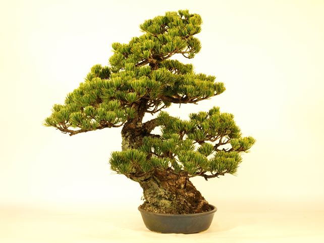 五葉松盆栽 斜幹 左面