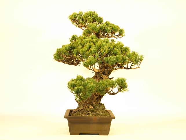 五葉松盆栽 模様木 右面