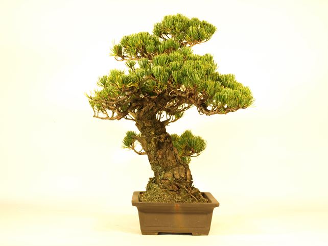 五葉松盆栽 模様木 左面