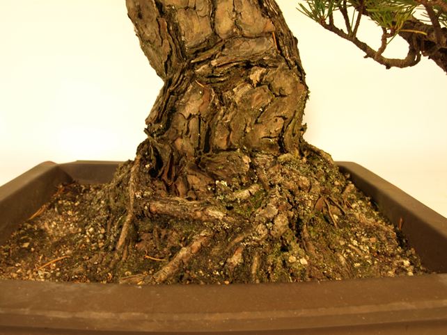 五葉松盆栽 模様木 根元拡大