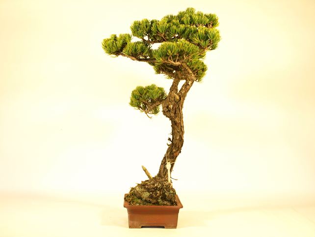 五葉松盆栽 文人 右面
