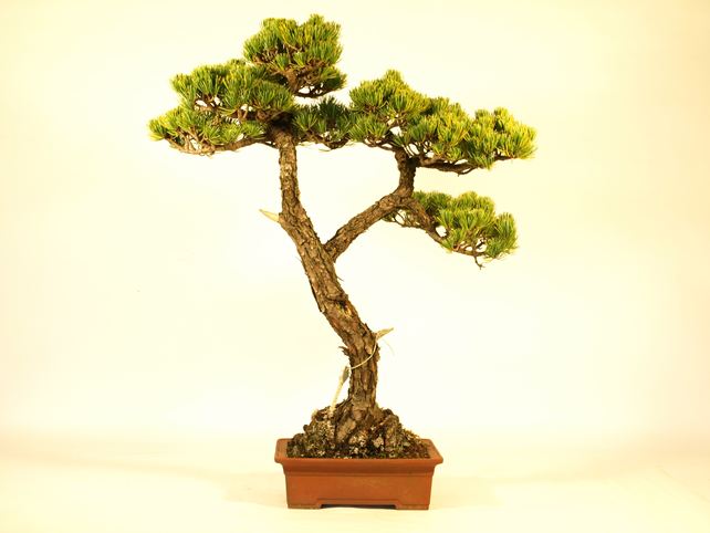 五葉松盆栽 文人 背面