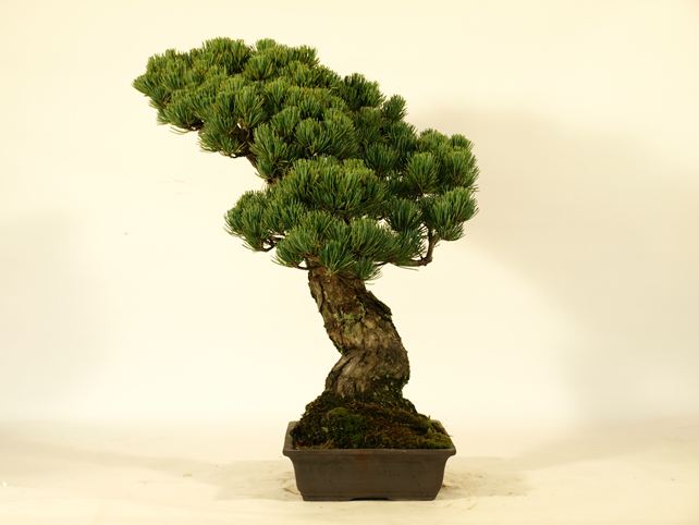 五葉松盆栽 模様木 右面