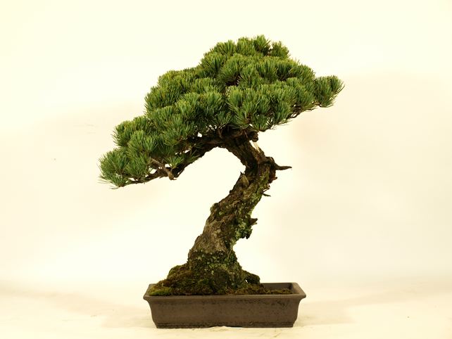 五葉松盆栽 模様木 背面