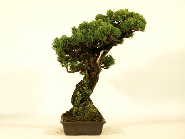 五葉松盆栽 模様木 左面