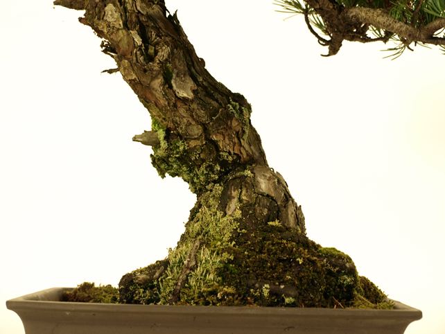 五葉松盆栽 模様木 根元拡大