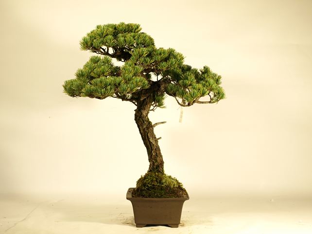 五葉松盆栽 文人 右面