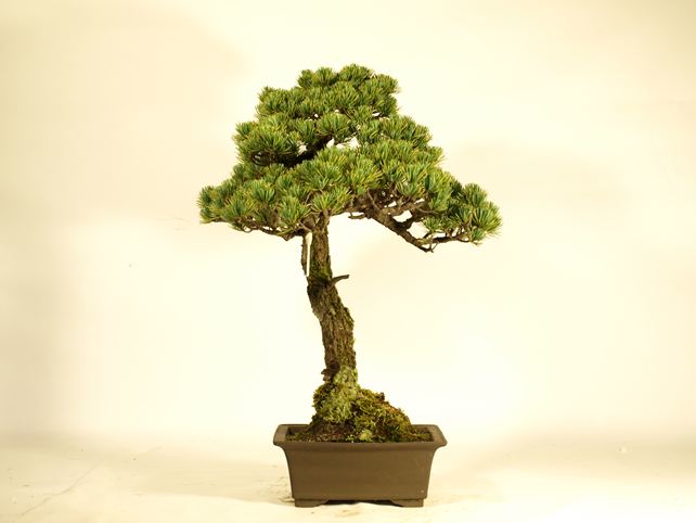 五葉松盆栽 文人 背面