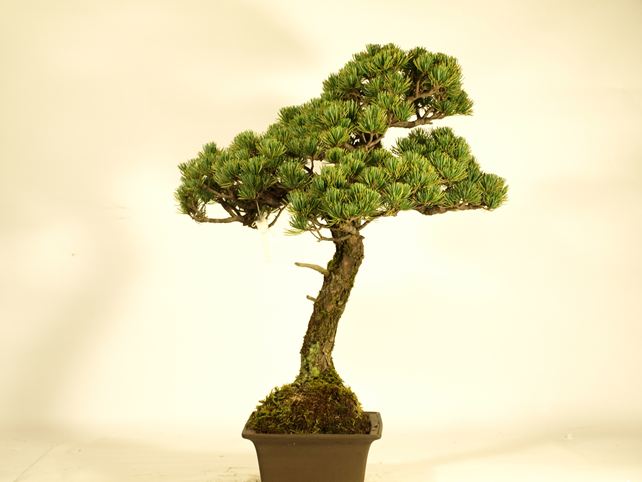 五葉松盆栽 文人 左面