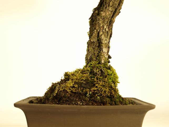 五葉松盆栽 文人 根元拡大