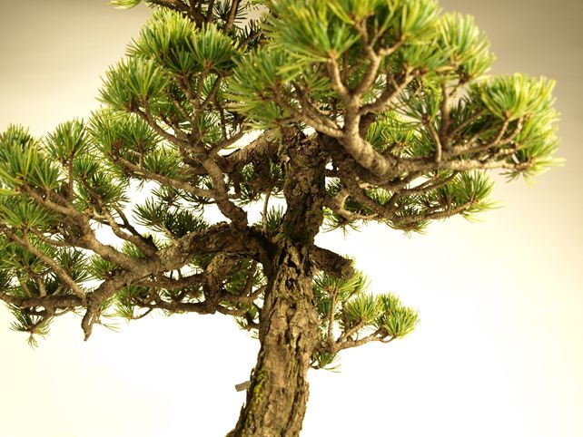 五葉松盆栽 文人 枝周り