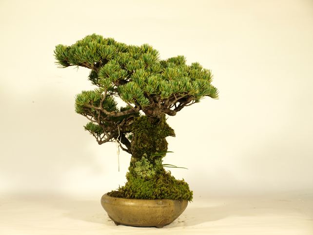 五葉松盆栽 斜幹 右面